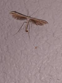 <i>Emmelina monodactyla</i>