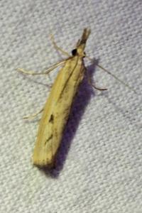 <i>Agriphila inquinatella</i>