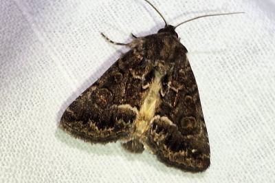 Noctuelle cythérée 