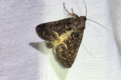 Noctuelle cythérée 