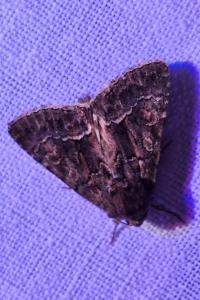 Noctuelle cythérée 