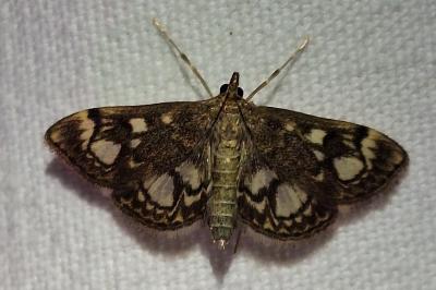 <i>Anania coronata</i>