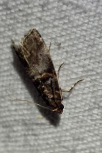 <i>Acrobasis advenella</i>