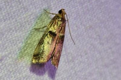 <i>Acrobasis tumidana</i>