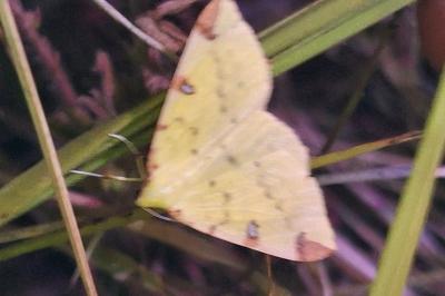 Citronnelle rouillée 