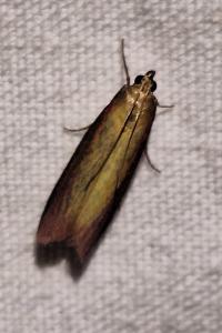 <i>Oncocera semirubella</i>