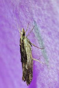 <i>Ypsolopha scabrella</i>
