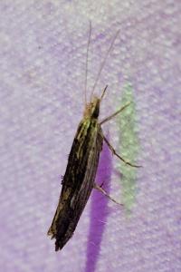<i>Ypsolopha scabrella</i>