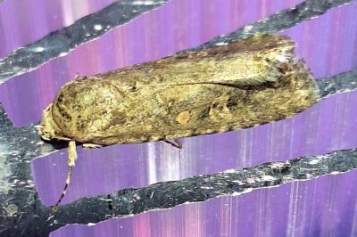 Noctuelle exiguë 