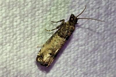 <i>Notocelia incarnatana</i>