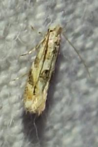 <i>Bucculatrix bechsteinella</i>