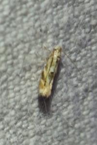 <i>Bucculatrix bechsteinella</i>