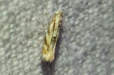 <i>Bucculatrix bechsteinella</i>