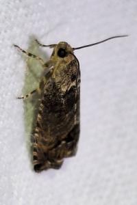 <i>Cydia splendana</i>