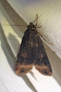 Noctuelle baignée 