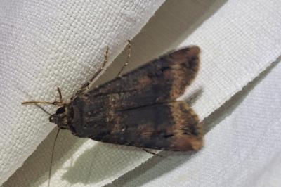 Noctuelle baignée 