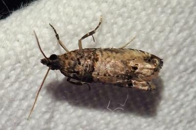 <i>Notocelia incarnatana</i>