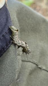 Plusie à lunettes 