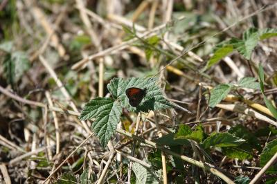 Fadet commun 