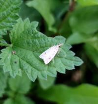 <i>Agonopterix pallorella</i>