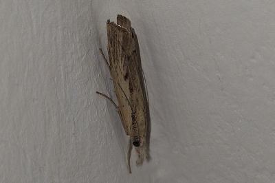 <i>Agriphila geniculea</i>