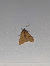 Xanthie citronnée 
