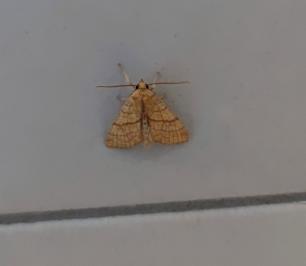 Xanthie citronnée 