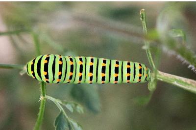 Machaon 