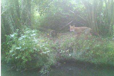 Renard roux