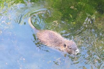 Myocastor coypus