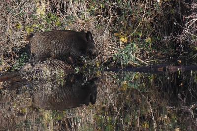 Sanglier