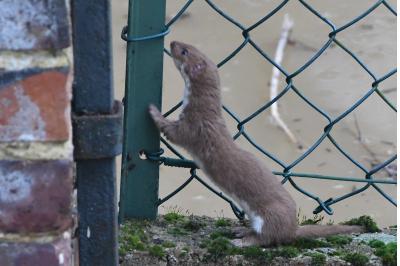 Mustela nivalis