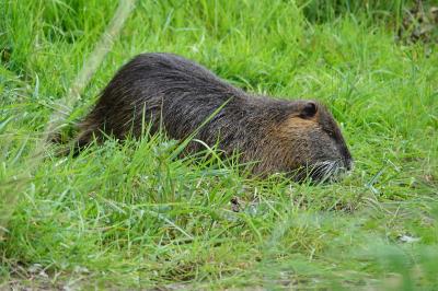 Myocastor coypus