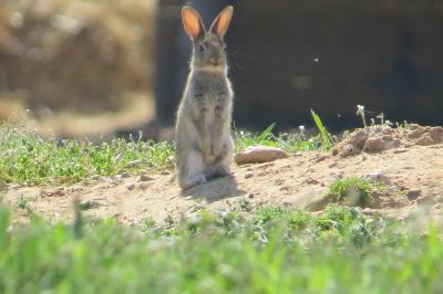 Lapin de garenne