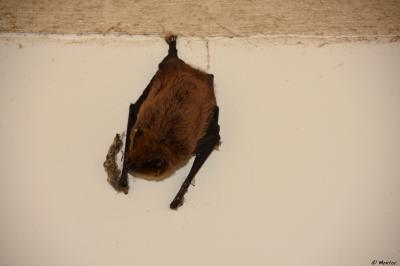 Pipistrellus pipistrellus
