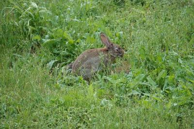 Oryctolagus cuniculus
