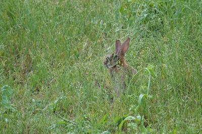 Lapin de garenne