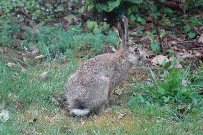 Lepus europaeus