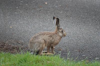 Lepus europaeus