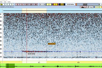 Noctule de Leisler