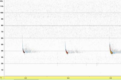 Pipistrelle de Kuhl