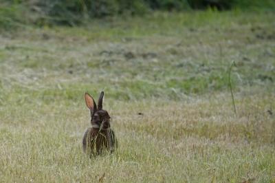 Lapin de garenne