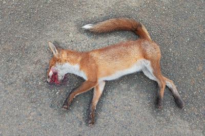 Renard roux