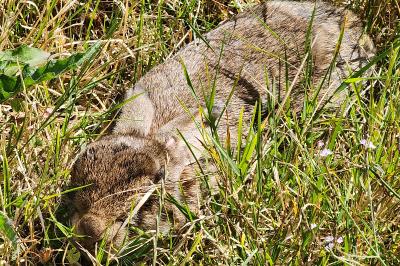 Lepus europaeus