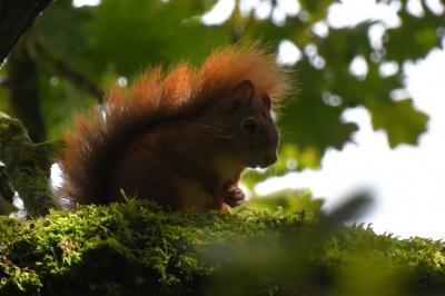 Sciurus vulgaris