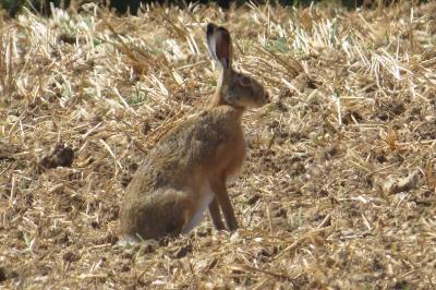 Lepus europaeus