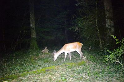 Cerf élaphe