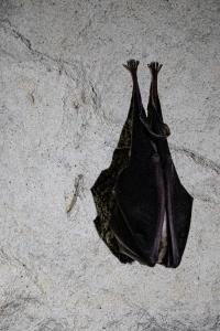 Grand rhinolophe