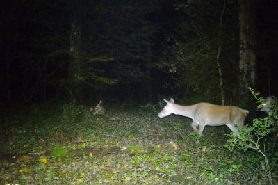 Cerf élaphe