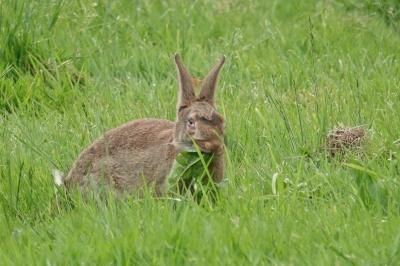 Oryctolagus cuniculus
